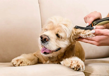 9-2. 6 Tips to Train Your Pet for Better Grooming Behavior